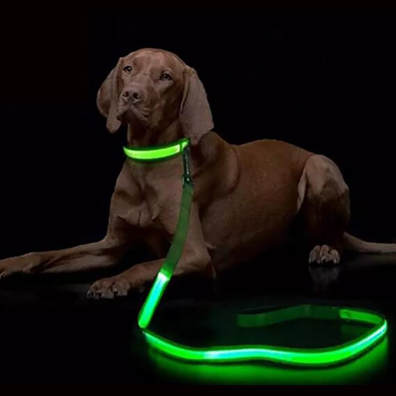 Smycz dla Psa z Oświetleniem LED i Ładowaniem USB
