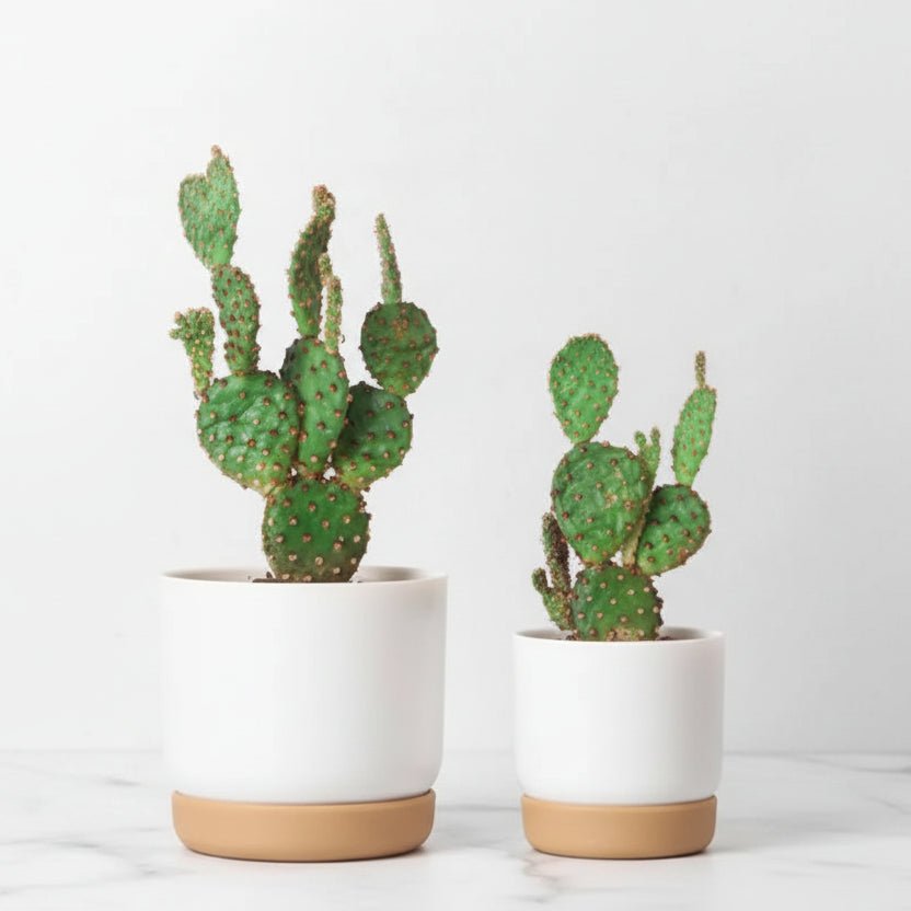 Compact self-watering planter