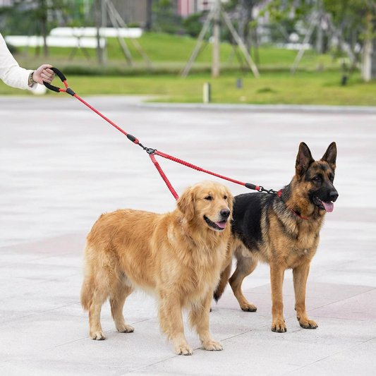 Laisse double pour deux chiens